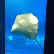 のばらの画像