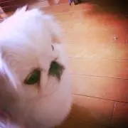 れん