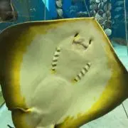 ちきもすの画像