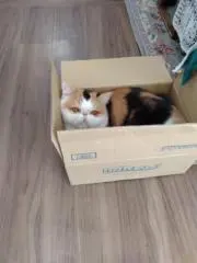 ピッピにゃーの画像