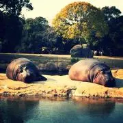 パンタの画像