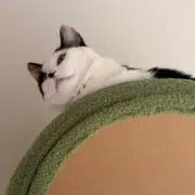 すだえの画像