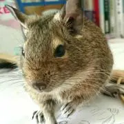 なつ