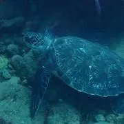 巴まみ