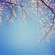 まめねこ15の画像