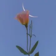 はまちの画像