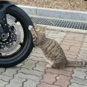 まるも