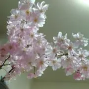 まるこの画像