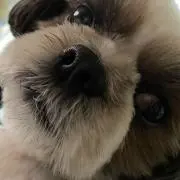 はるの画像