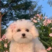 dlrmaの画像