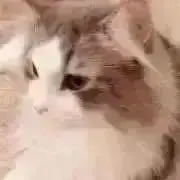 Ⓜ️の画像