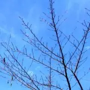 碧風の画像