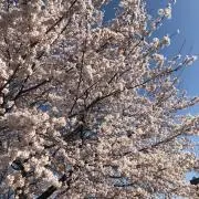 たに
