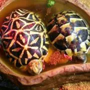 チエママ