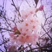 ちはの画像