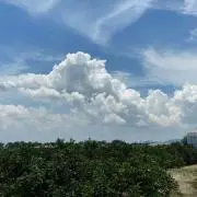 ウサギ☆7