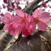 玲佳