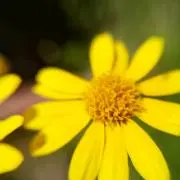 nakanakaの画像