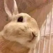 うさぎさんの画像
