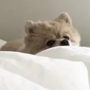 新品未使用】 DRデヴィアス クレンジングオイル、ウォッシングフォーム