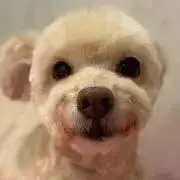 ココの画像
