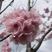 さくら＊フォロワー不要です。の画像