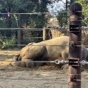 ロッキーの画像