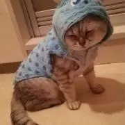 家康