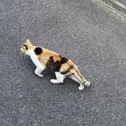 どんぐり