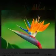 Bird of Paradise⭐︎の画像