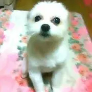 あるる