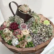 ひまわり