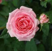 rosebearの画像