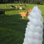 マチャの画像
