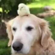 ポン助とポン太の画像