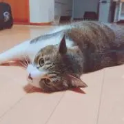 ちこの画像