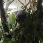 ゆみっぺの画像