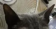しいたけ兵長の画像