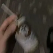0%の画像