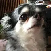 【購入前にプロフ確認願います！】ハビビ
