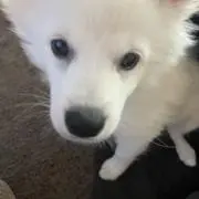 おこめ