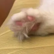 ぎょん