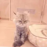ぉかんの画像