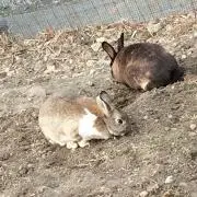 ガリガリガリクソンの画像