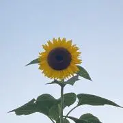 ひまわりの画像