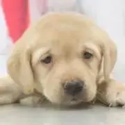 tomo