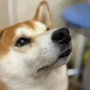 マルティーの画像