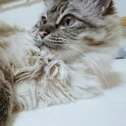きぃちゃんの画像