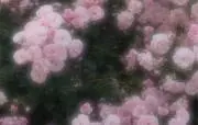 Sayaの画像