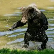 Kuma